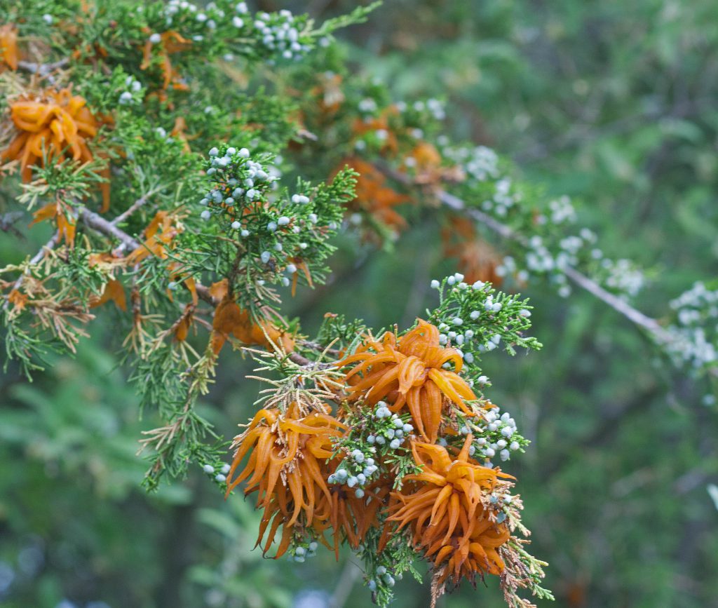 juniper hawthorn
