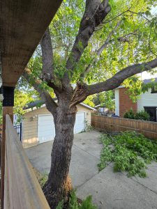 Edmonton Trees