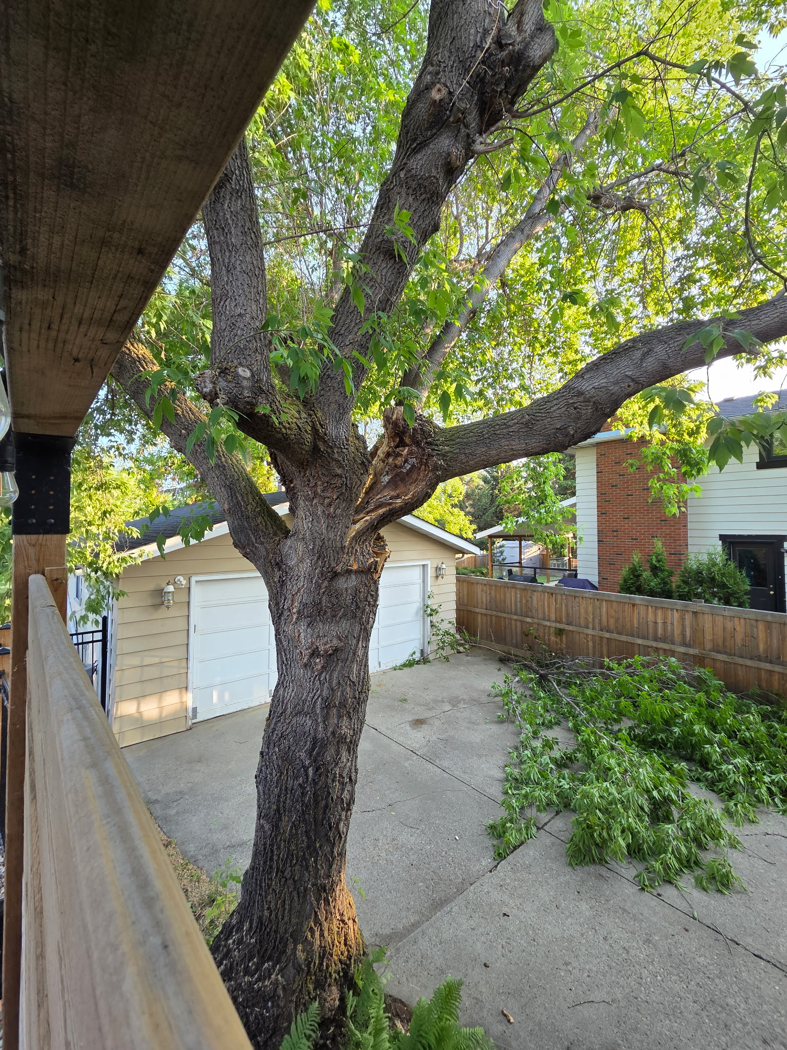 Edmonton Trees