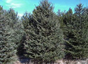 Brandon Elm tree