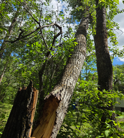 tree removal