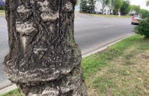Dutch Elm Disease