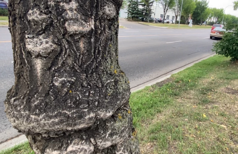 Dutch Elm Disease