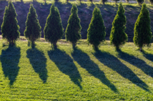 residential tree service