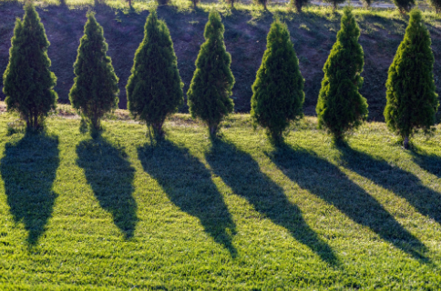 residential tree service