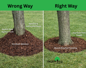 tree maintenance