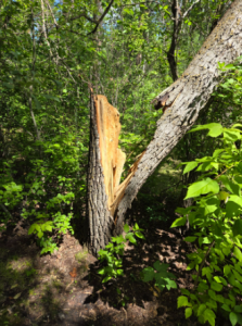 tree cabling and bracing Edmonton