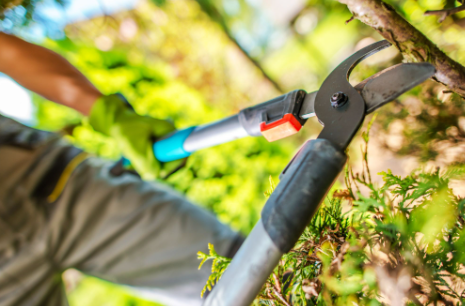 tree trimming Edmonton,