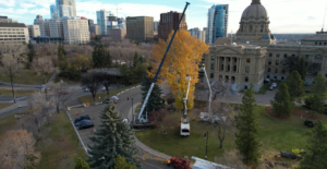 Commercial Tree Care