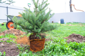 tree planting services