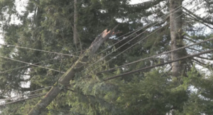 tree care services