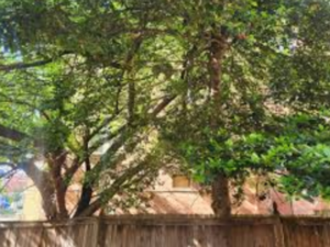 Overhanging Branches