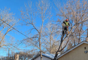 Arborist Spruce Grove