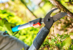 Arborist St Albert