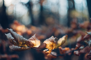 ISA certified arborist Edmonton