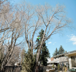 tree cabling Edmonton