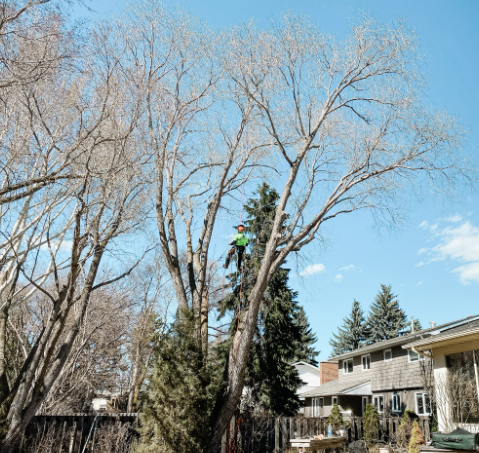 tree cabling Edmonton
