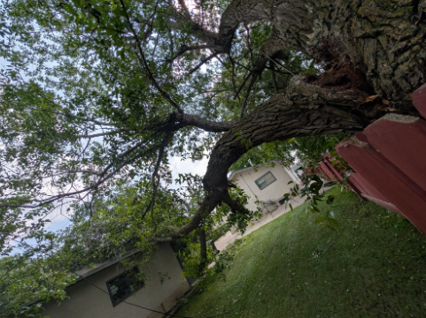 storm damage trees
