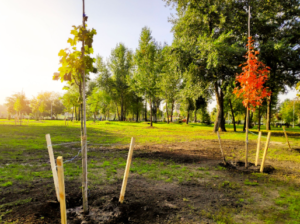 Best Times to Plant Trees and Shrubs