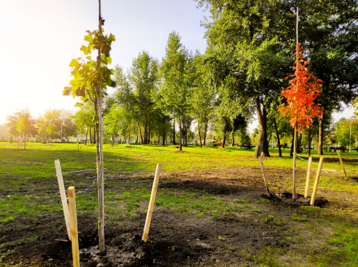 Best Times to Plant Trees and Shrubs