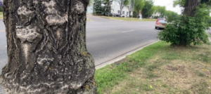 professional tree pruning Edmonton