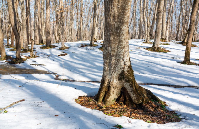 tree fertilization Edmonton