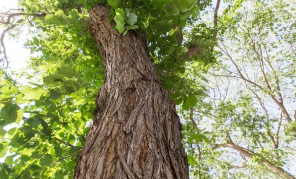 Dutch Elm disease.