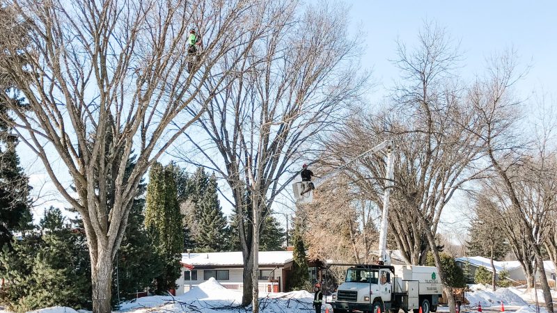 Routine Pruning