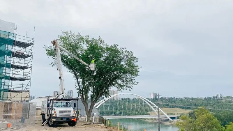 Commerical Tree Services