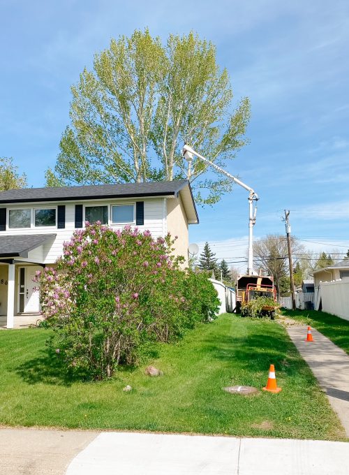Residential Tree Trim