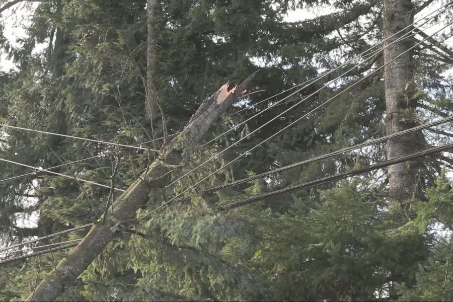 Tree on Line