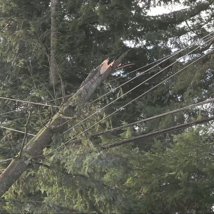 Emergency Tree Serivces
