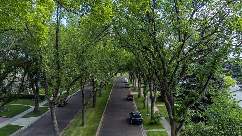 Boulevard-Trees-Maintained-800x494