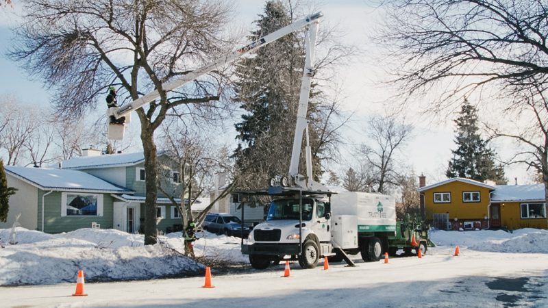City Tree Pruning