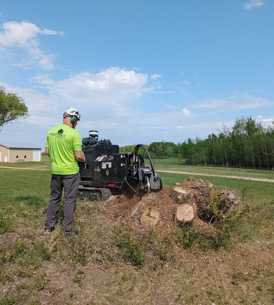 Tree stump grinding in Edmonton