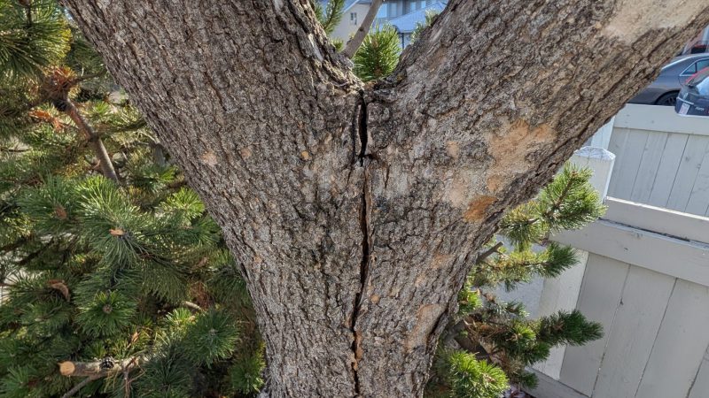Green Ash Union Cracking