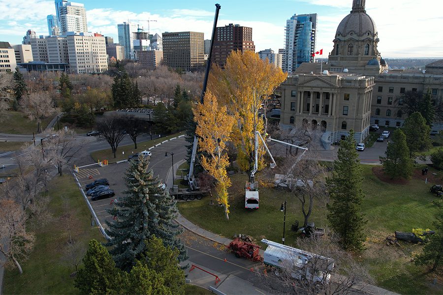 Hazardous-Tree-Removal-Photo_Removal-Techniques-for-Municipal