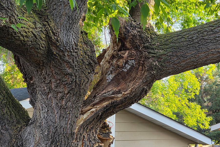 Hazardous-Tree-Removal_Assesment-and-Risk