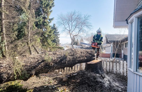 Tree Removal