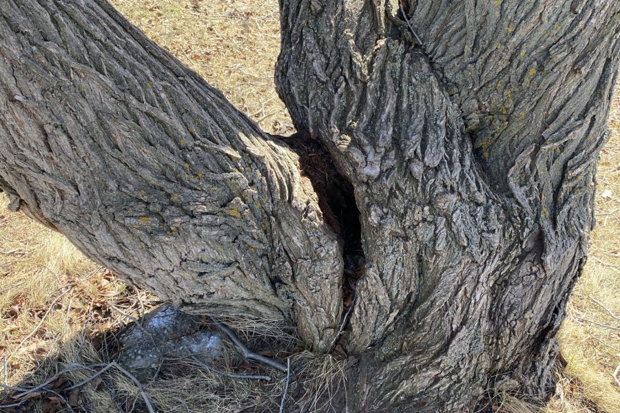 Tree Risk