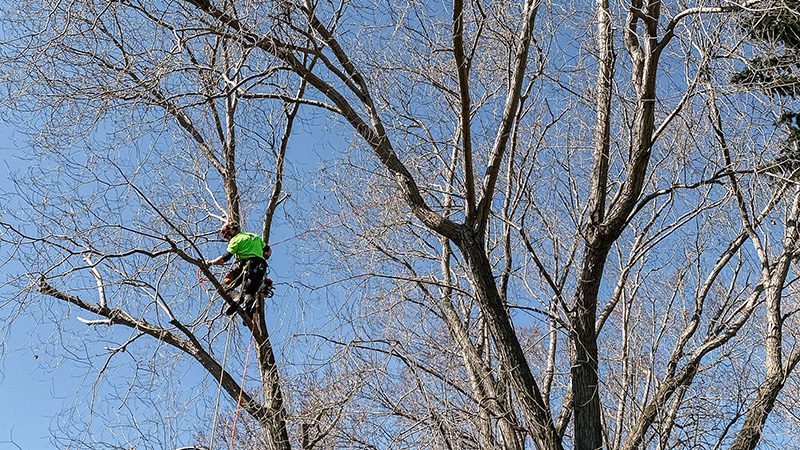 Tree Pruning 1