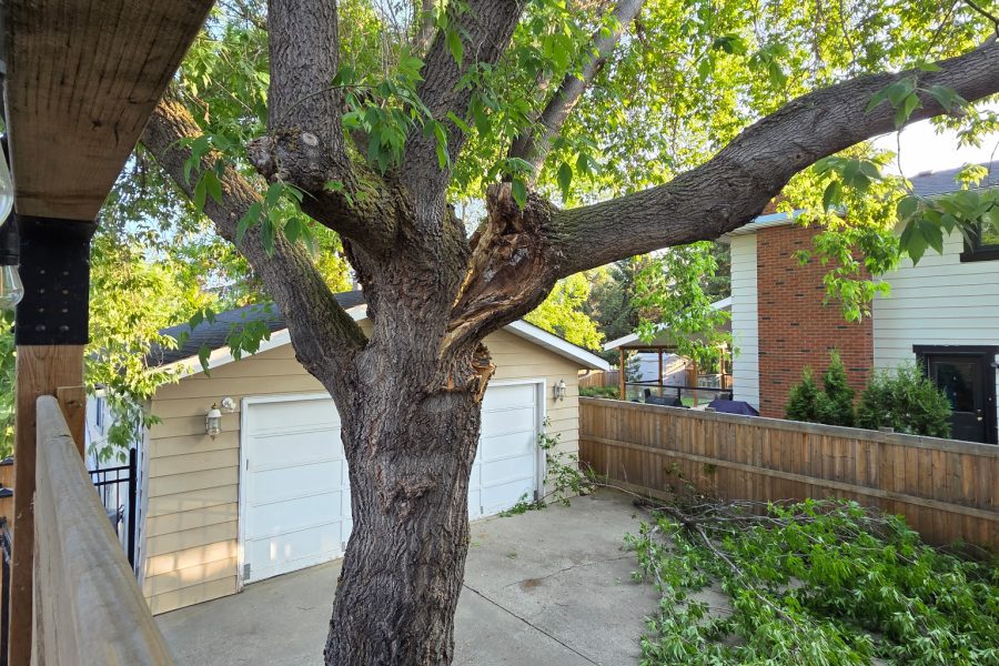 Maple Tree and Results of Topping, Failure