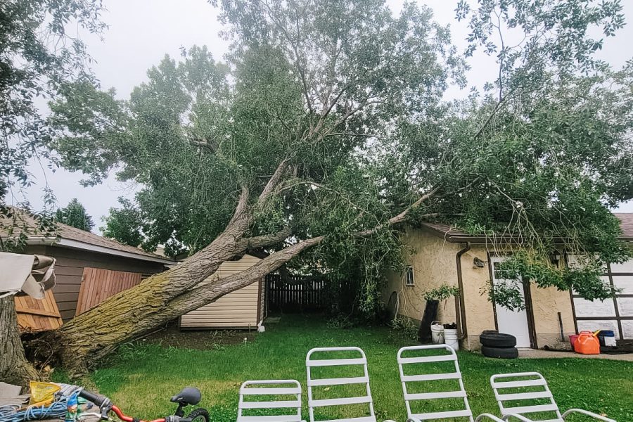 Mature Willow Tree Failure on Client Garage 2 edited