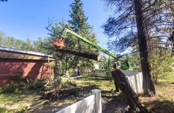 Merlo Removing Hazardous Failed Tree _please edit out the worker in orange_ EDITED