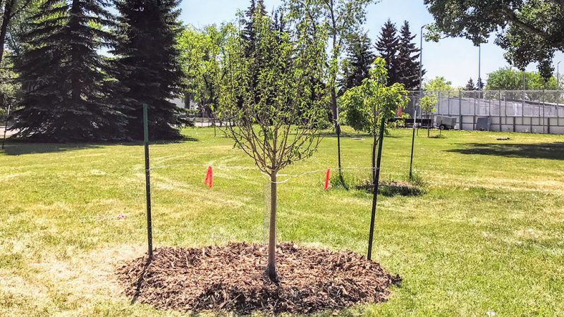 Commercial Tree Planting