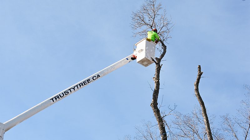 Removal-Techniques-for-Municipal-Settings_Aerial-Lift-Access