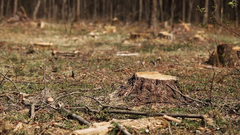 Stump-Grinding-Photo-05