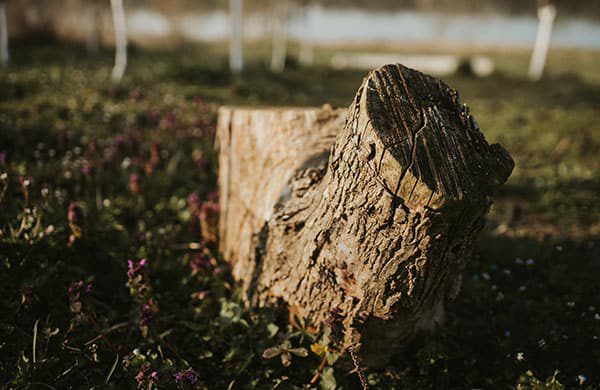 Stump-Grinding-image