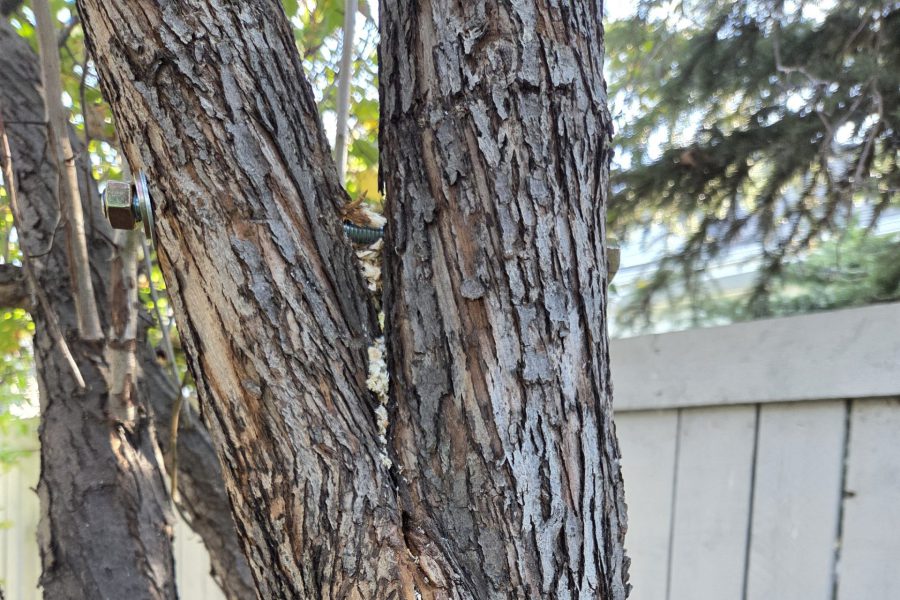 Tree Bolting After