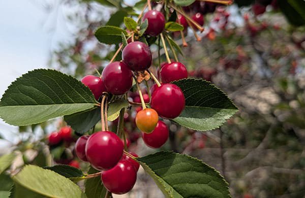 Tree-Health-Assessment-01